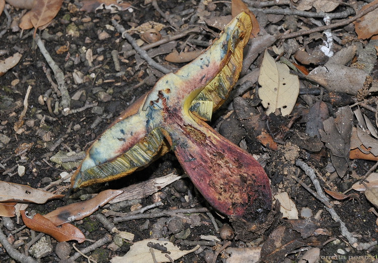 Boletus luridus - Schff.: Fr.